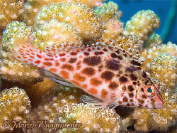 Spotted Hawkfish (Canon G9, Inon D2000w) by Marco Waagmeester 